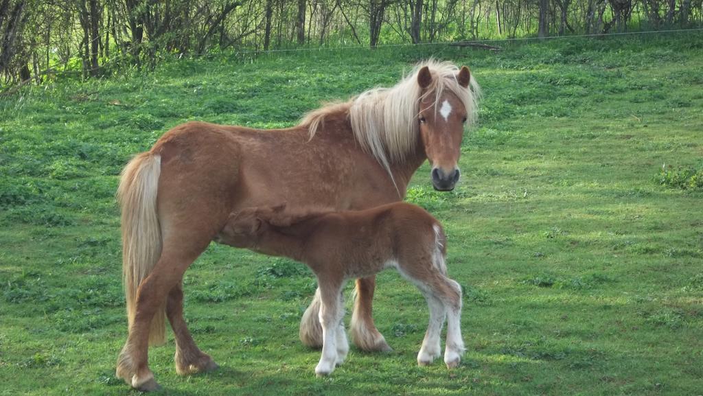 Gite Du Colombier Le Fied Zewnętrze zdjęcie