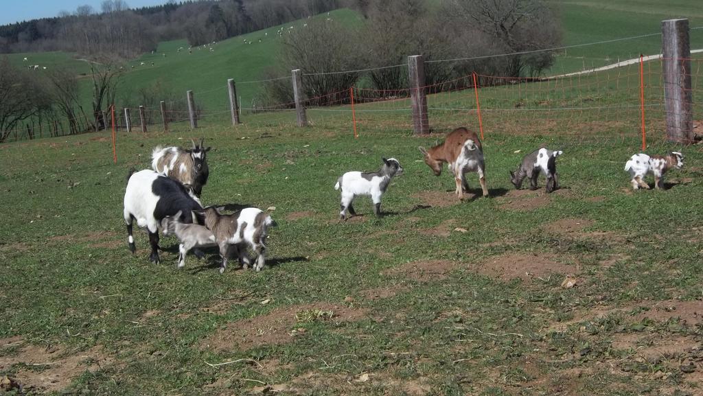Gite Du Colombier Le Fied Zewnętrze zdjęcie